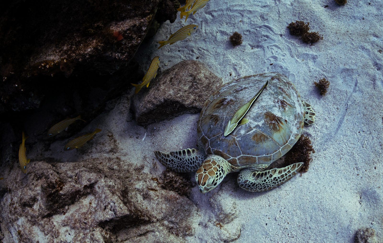 A turtle on the sandy seabed beside rocks and fish at the Boca Catalina cleaning station