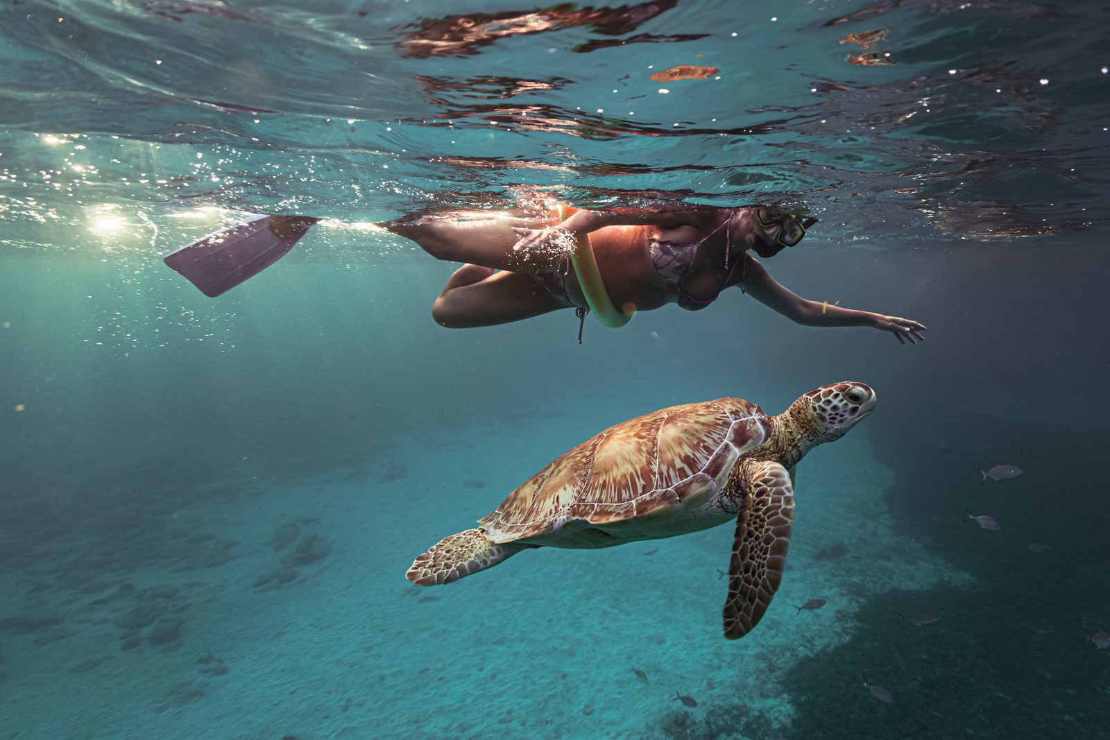 A snorkeler at the surface with a sea turtle swimming below, photographed by Tommy