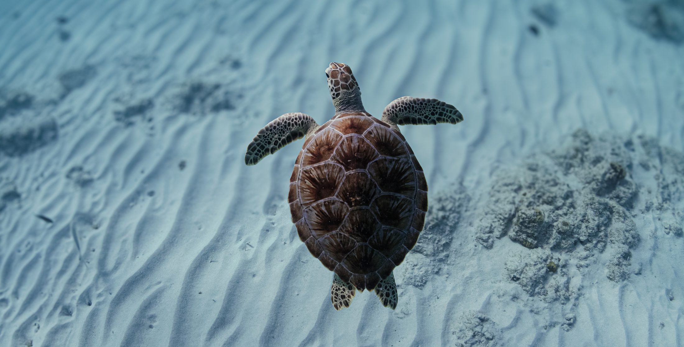 Sea turtle swimming over rippled sand, photographed underwater by Tommy
