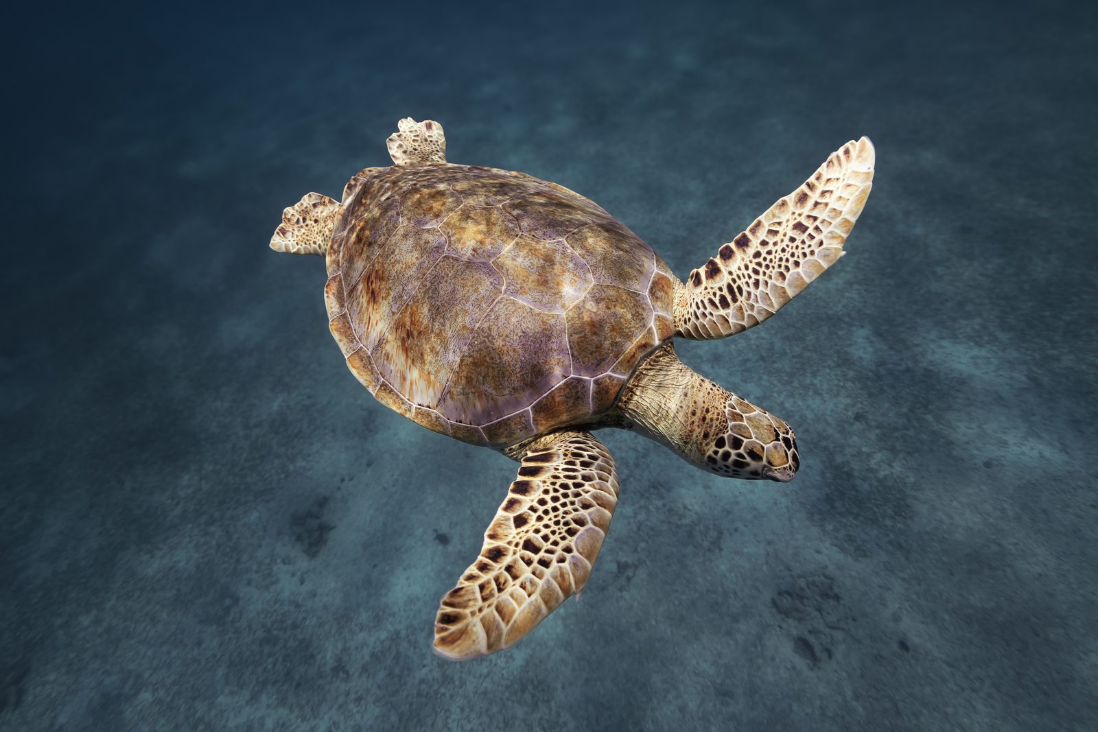 Sea turtle seen from above, showing the shell pattern and outstretched flippers