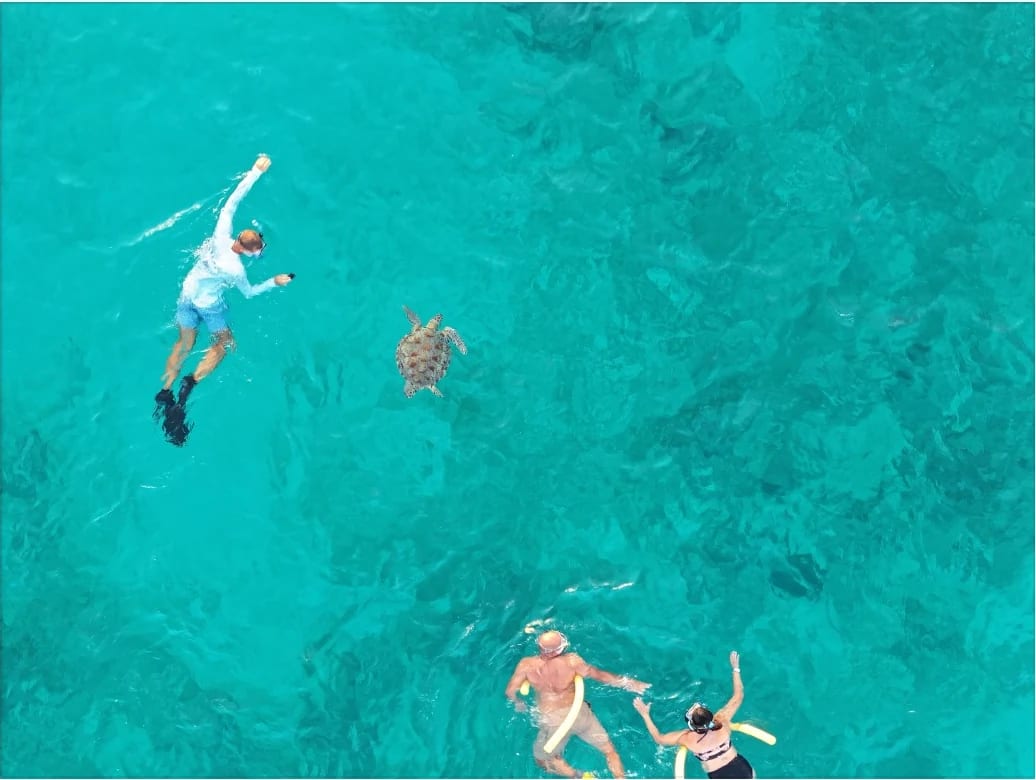 Snorkelers keeping space around a sea turtle in Aruba